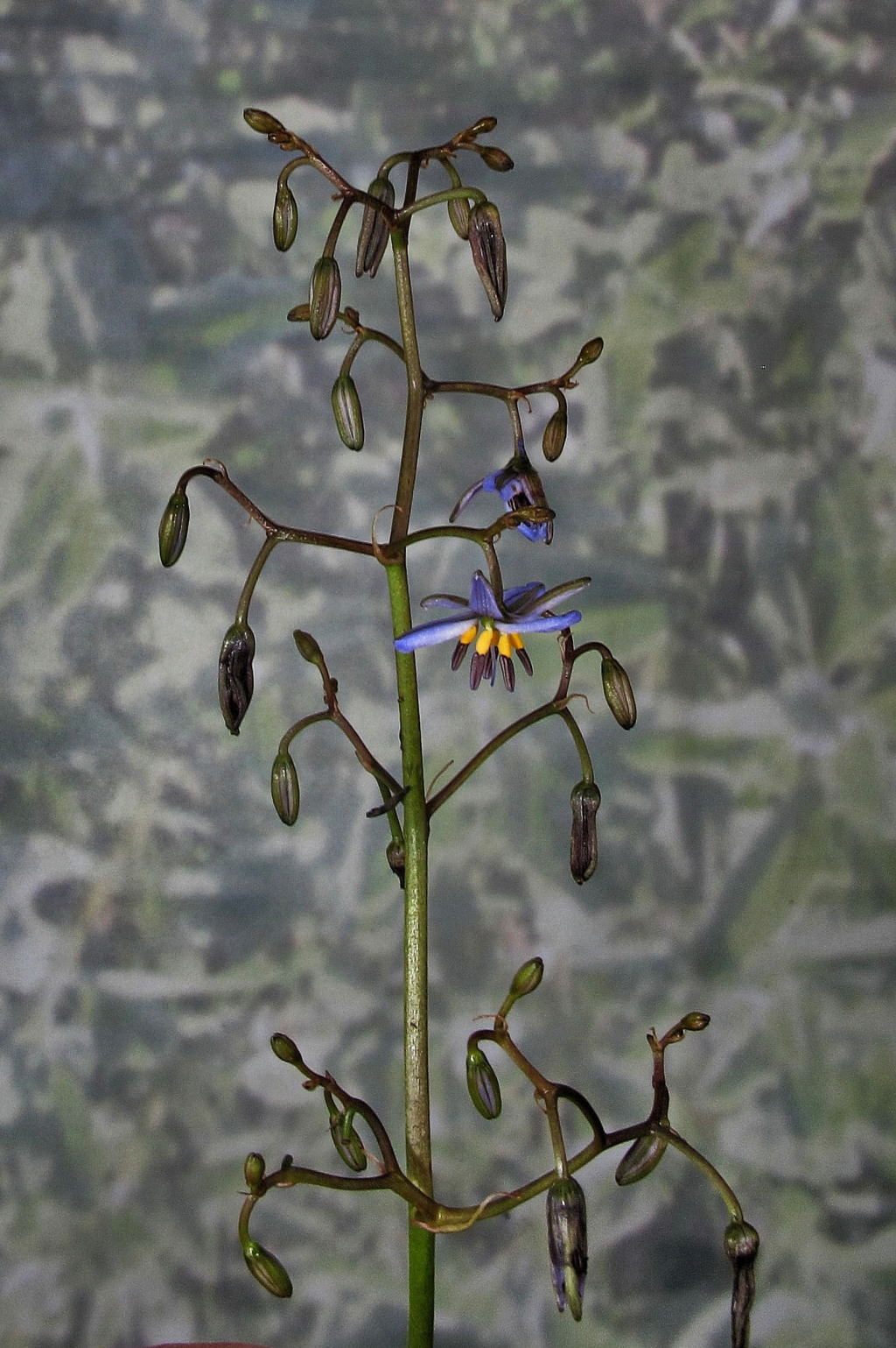 Dianella (hero image)