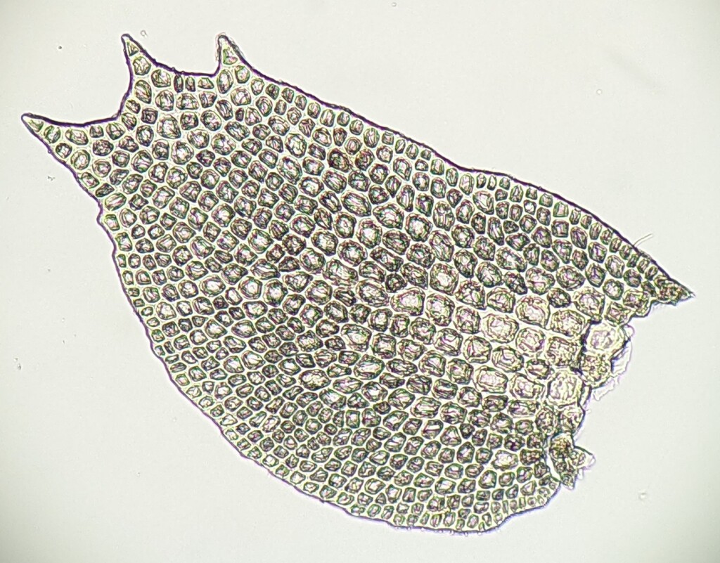 Bazzania (hero image)