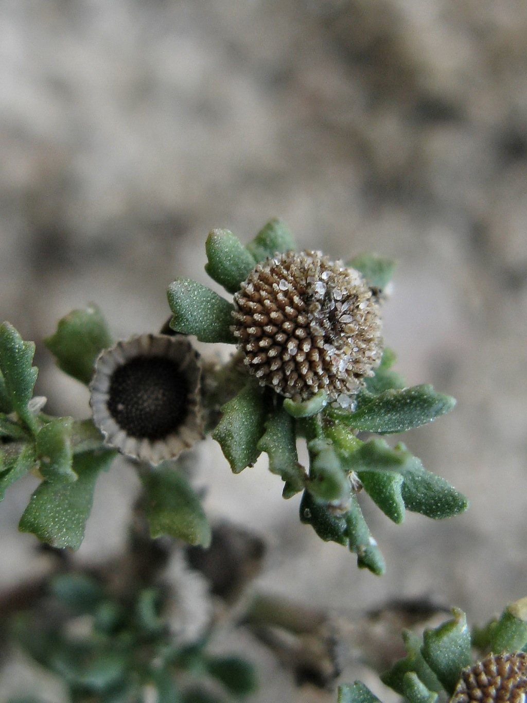 Centipeda crateriformis subsp. compacta (hero image)