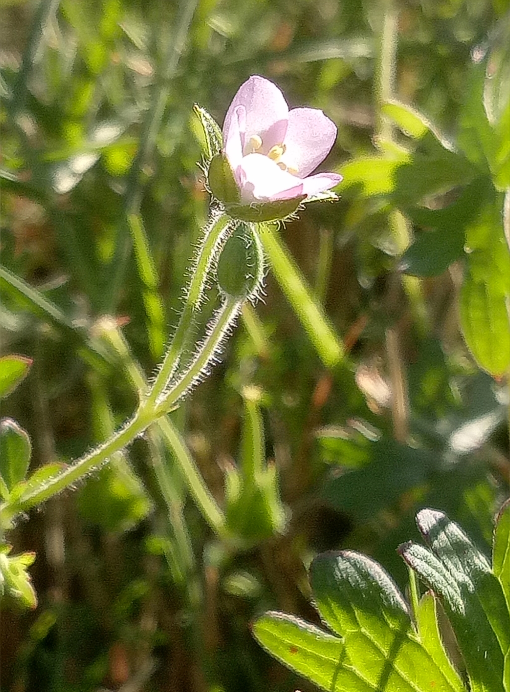 Geranium sp. 6 (hero image)