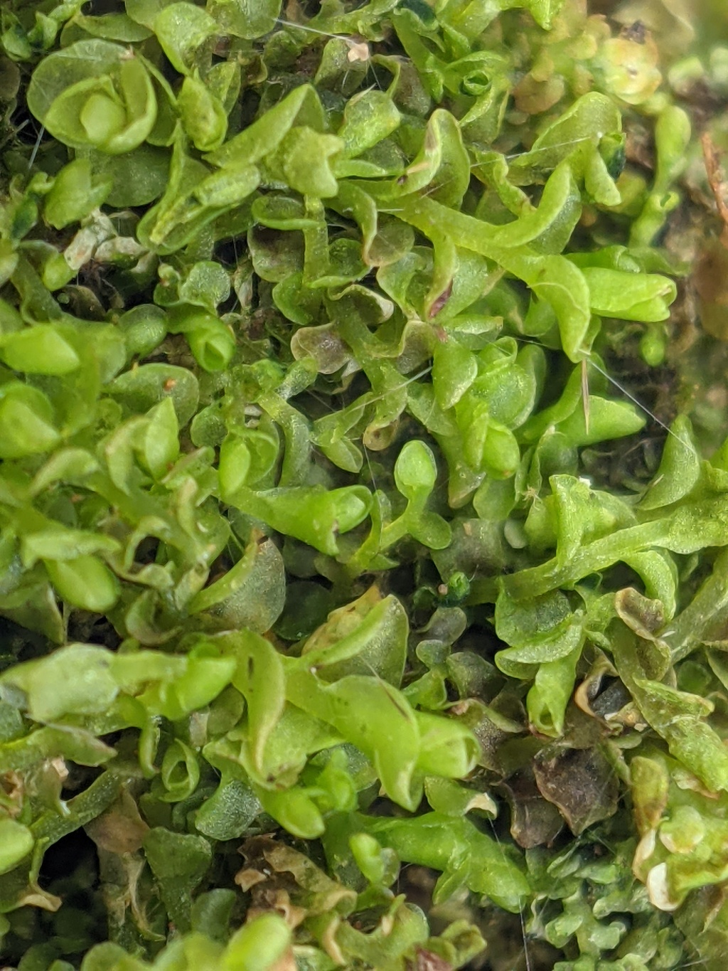 Solenostoma (hero image)