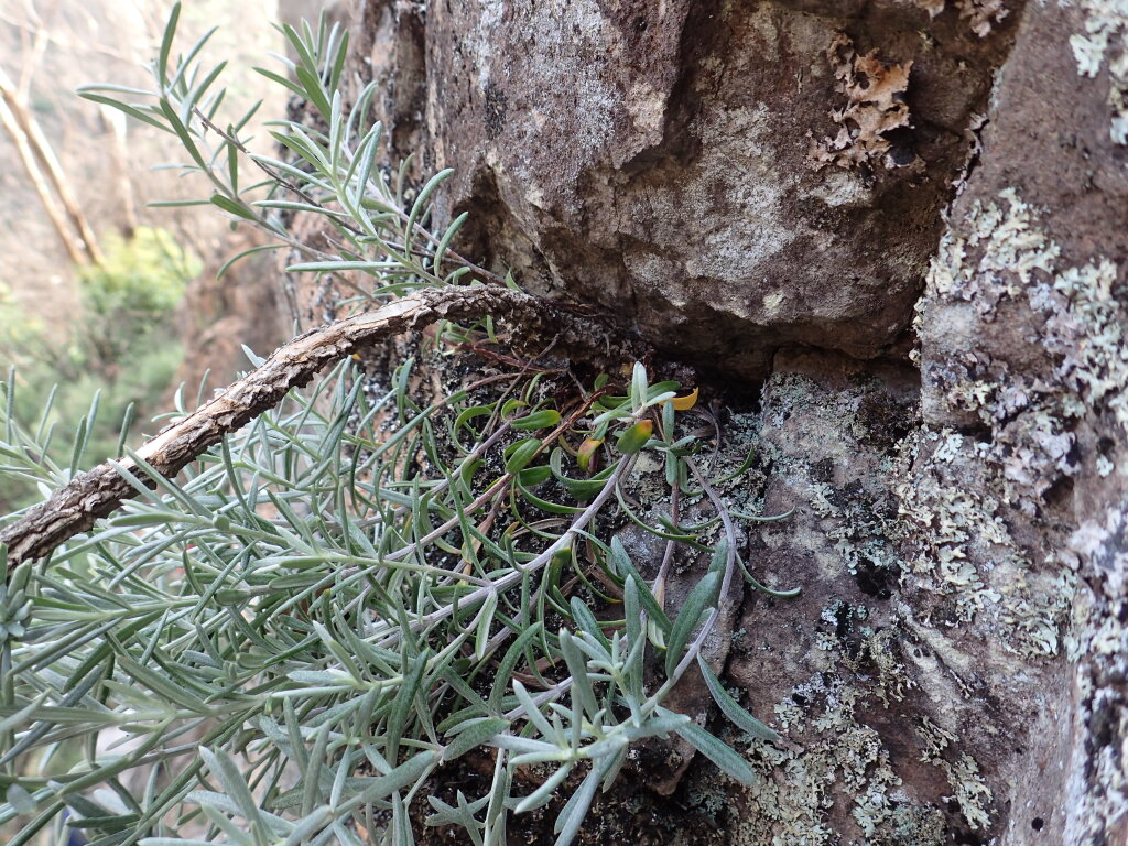 Westringia cremnophila (hero image)