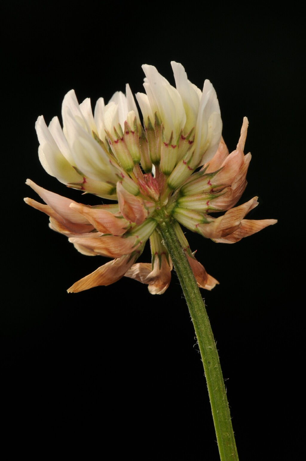 Trifolium repens (hero image)