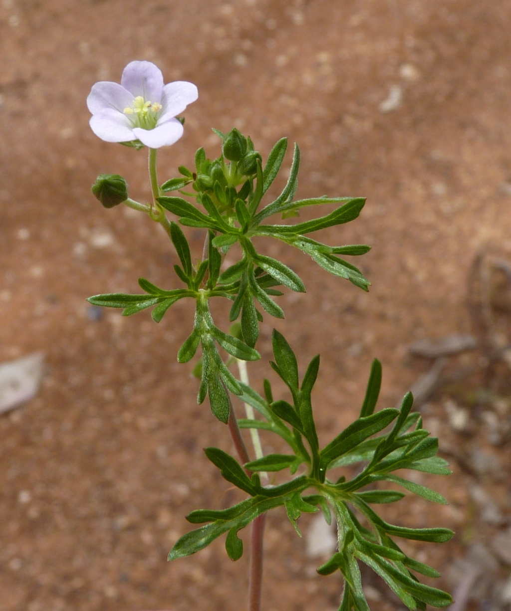 Geranium retrorsum (hero image)