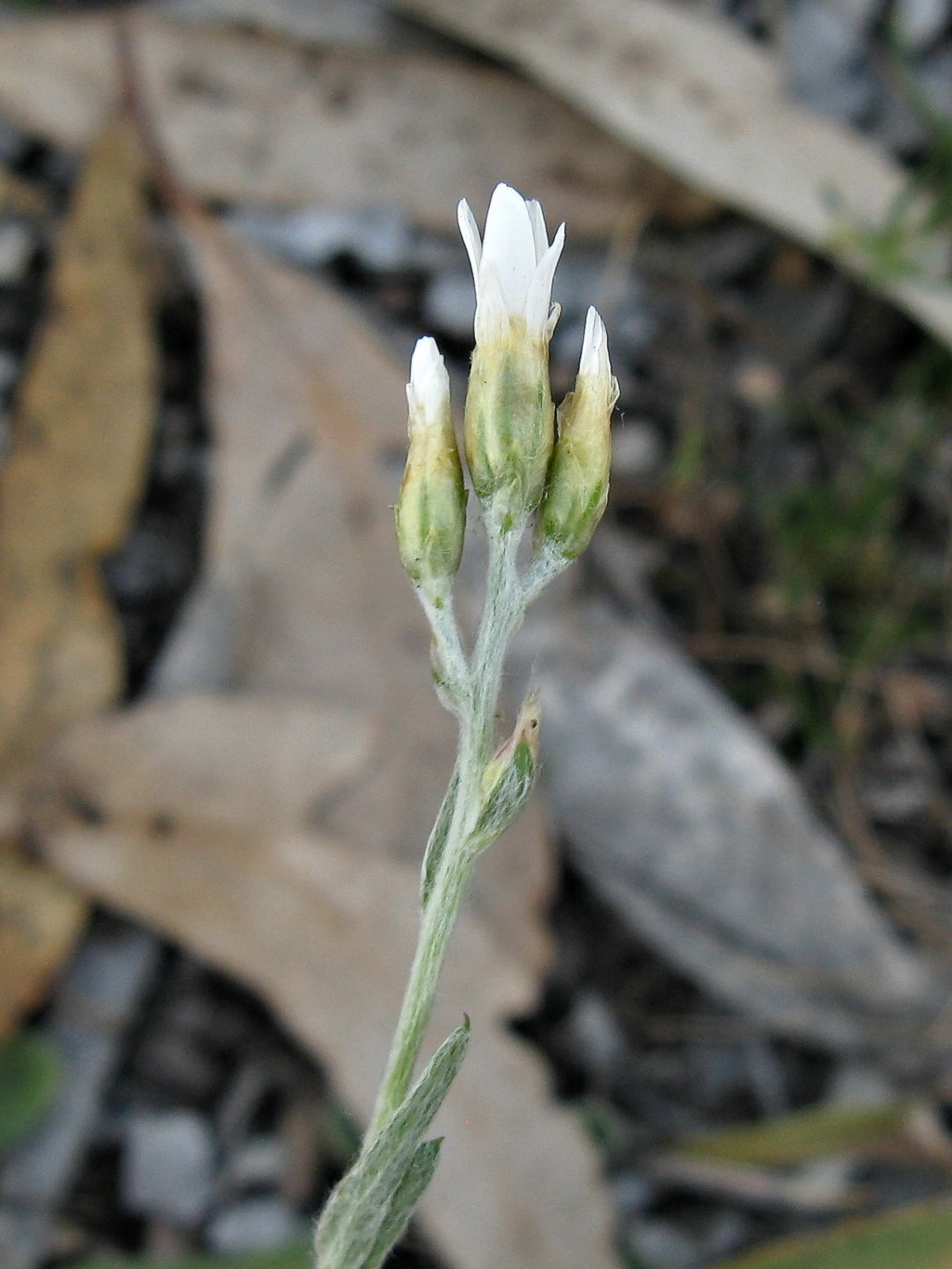 Rhodanthe corymbiflora (hero image)