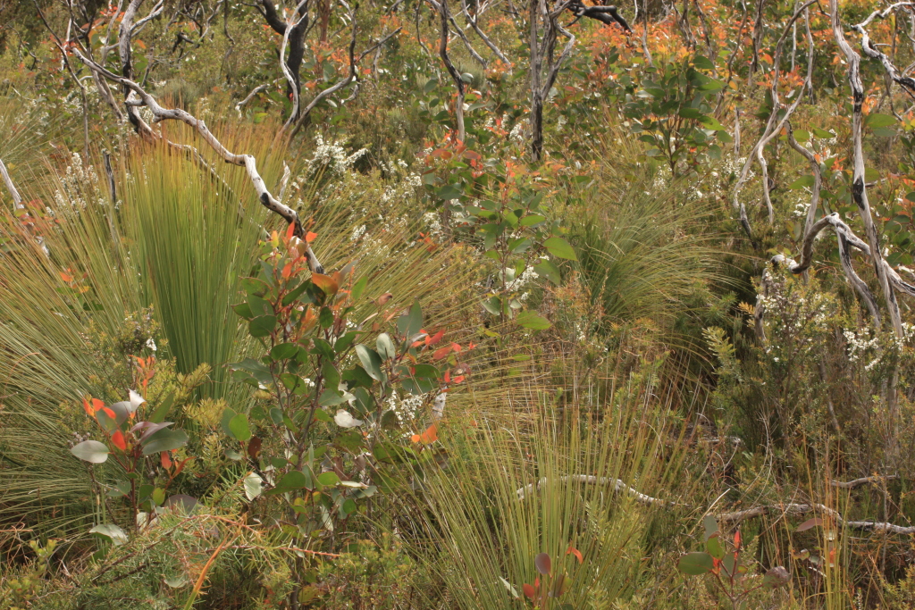 Eucalyptus muelleriana (hero image)