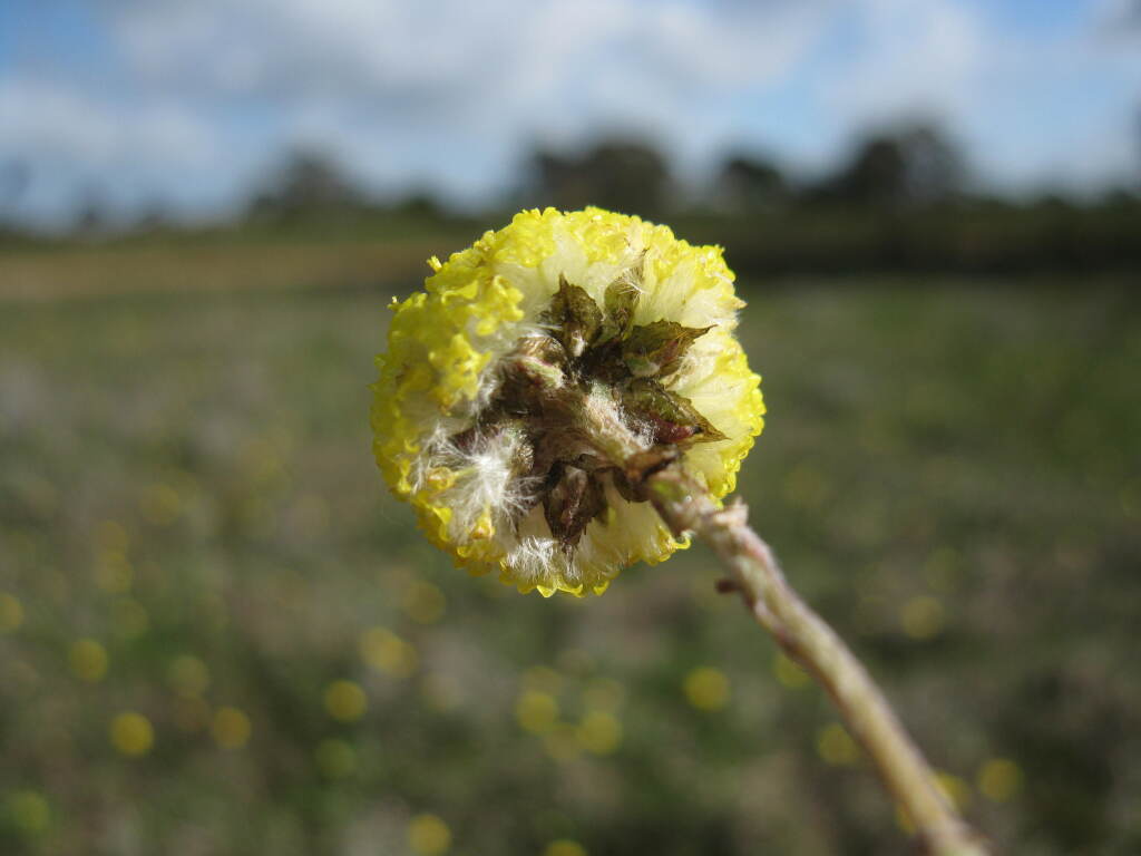 Craspedia basaltica (hero image)