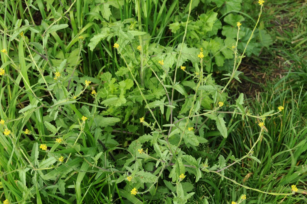 Sisymbrium (hero image)