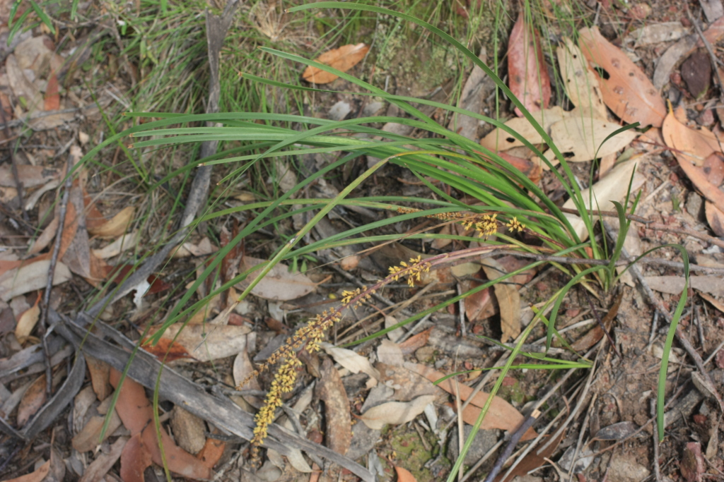 Lomandra longifolia subsp. exilis (hero image)