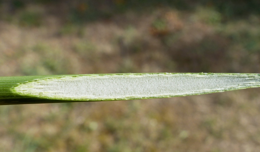 Juncus vaginatus (hero image)