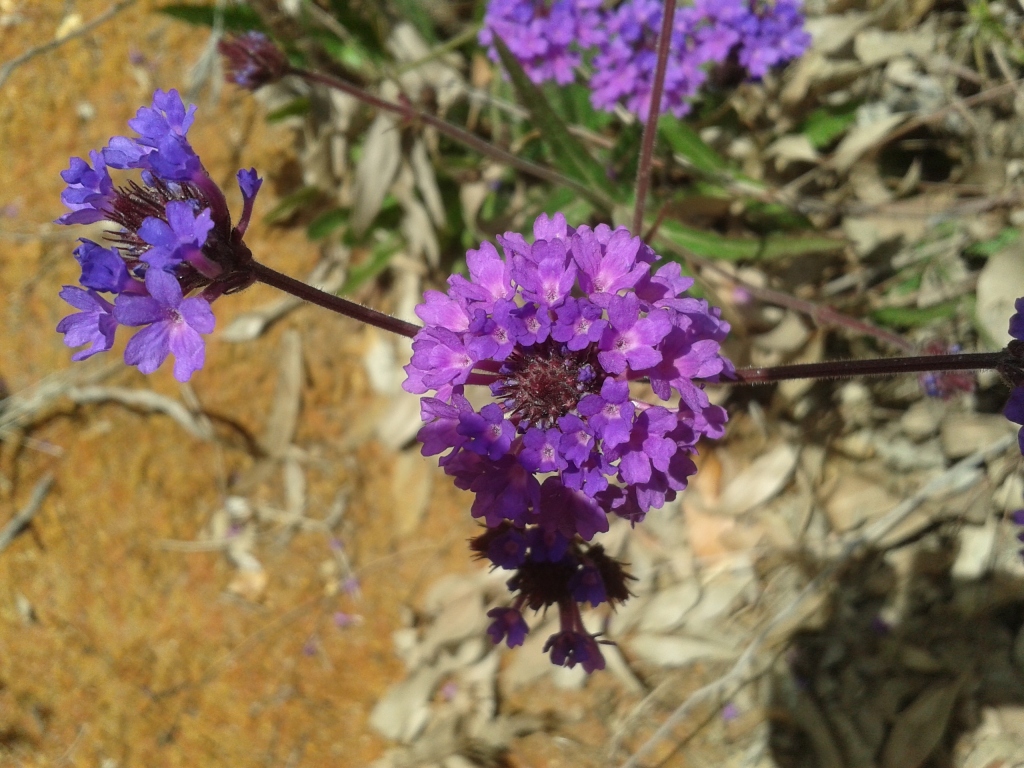 Verbena rigida (hero image)