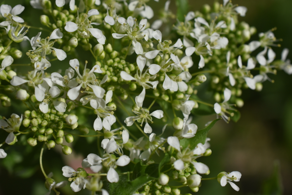 Lepidium draba (hero image)