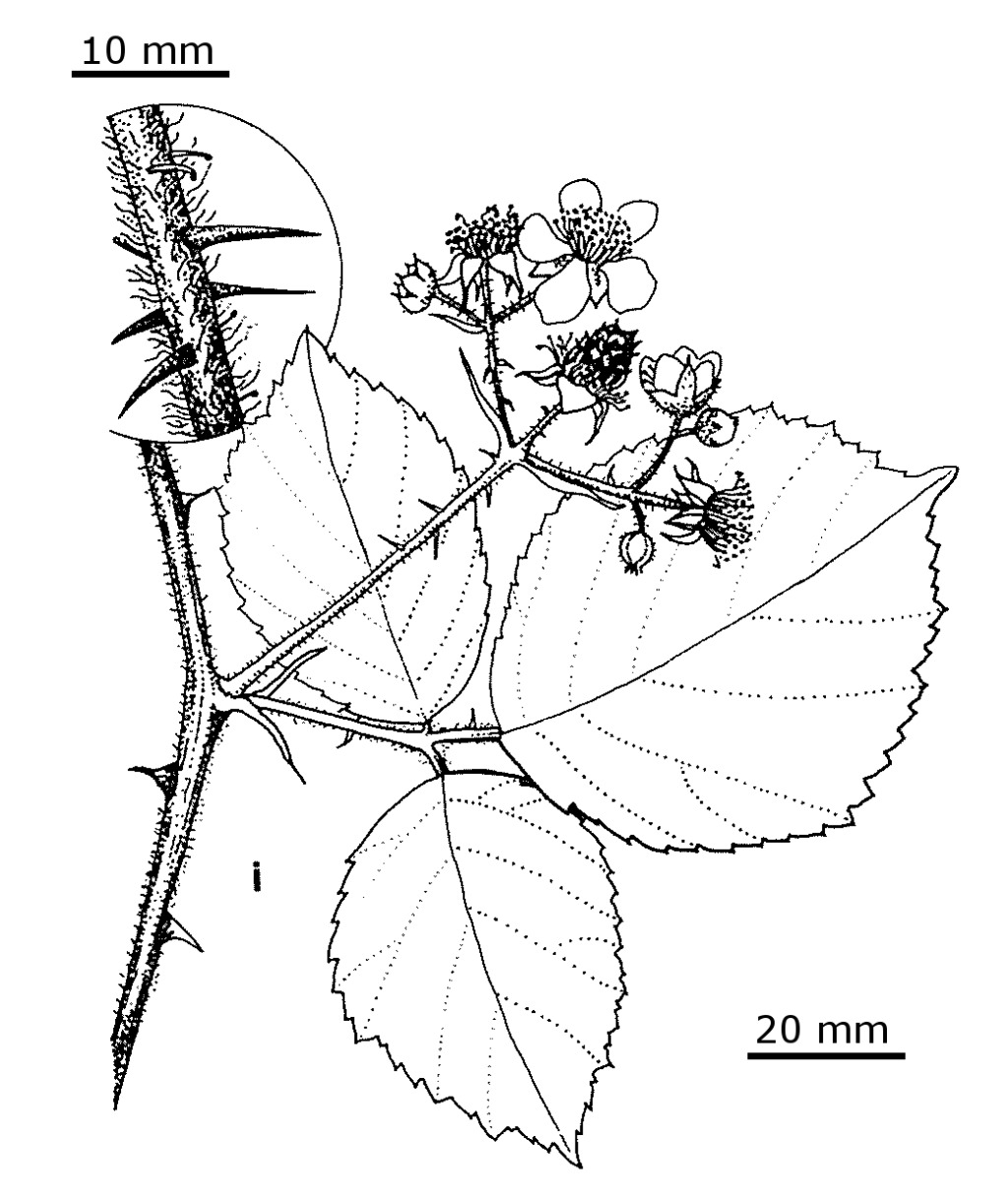 Rubus vestitus (hero image)