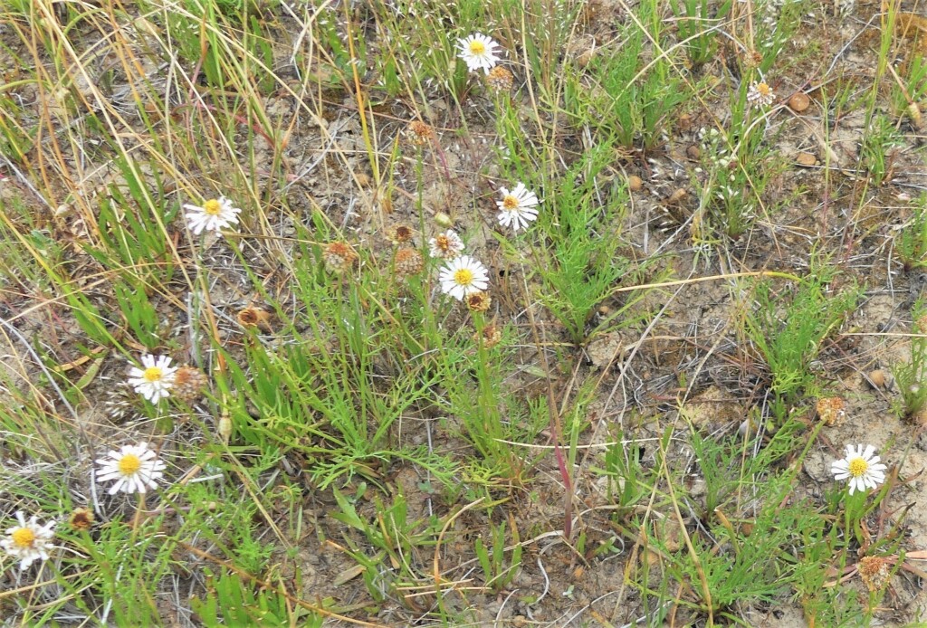 Calotis anthemoides (hero image)