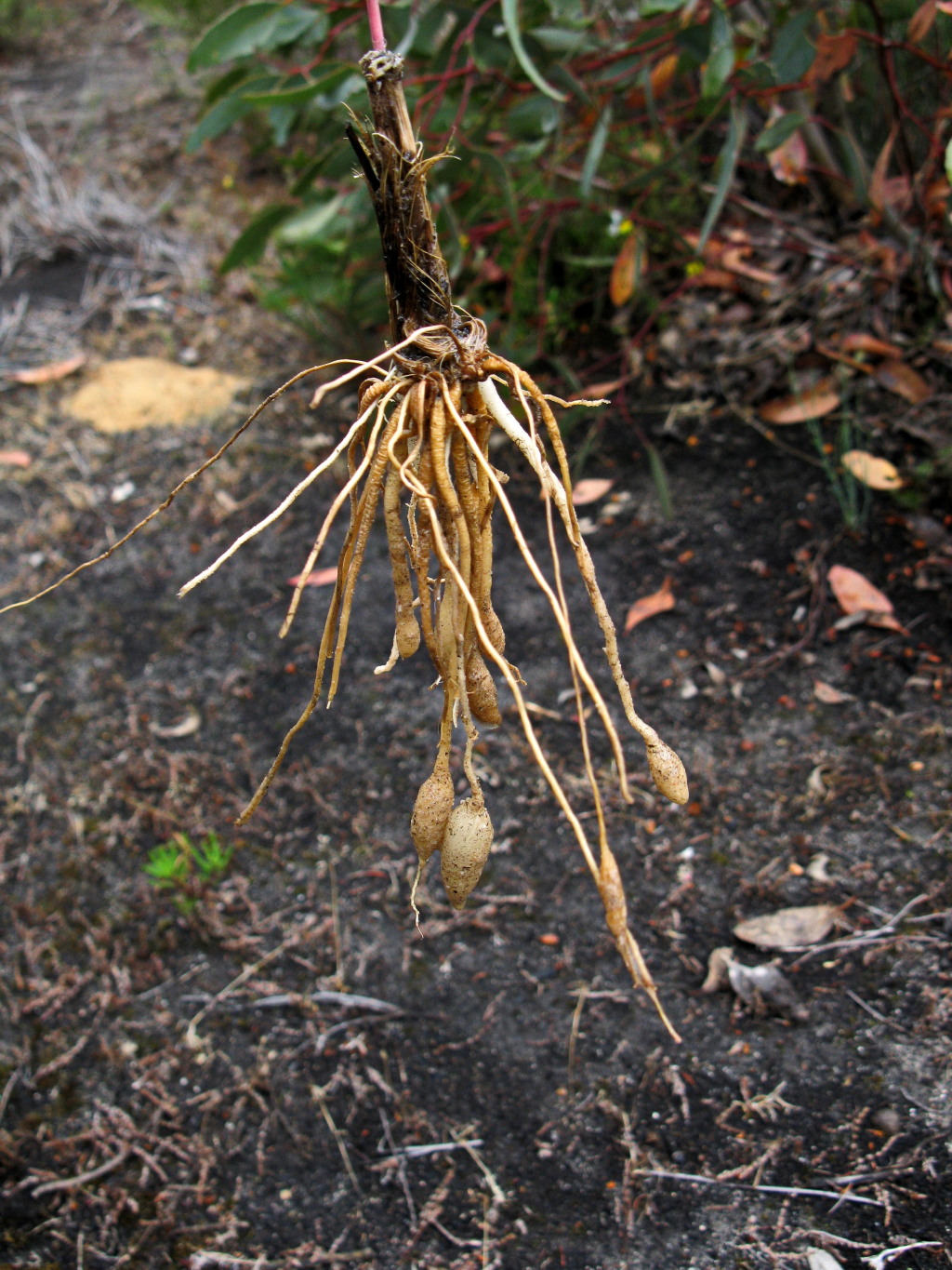 Arthropodium fimbriatum (hero image)