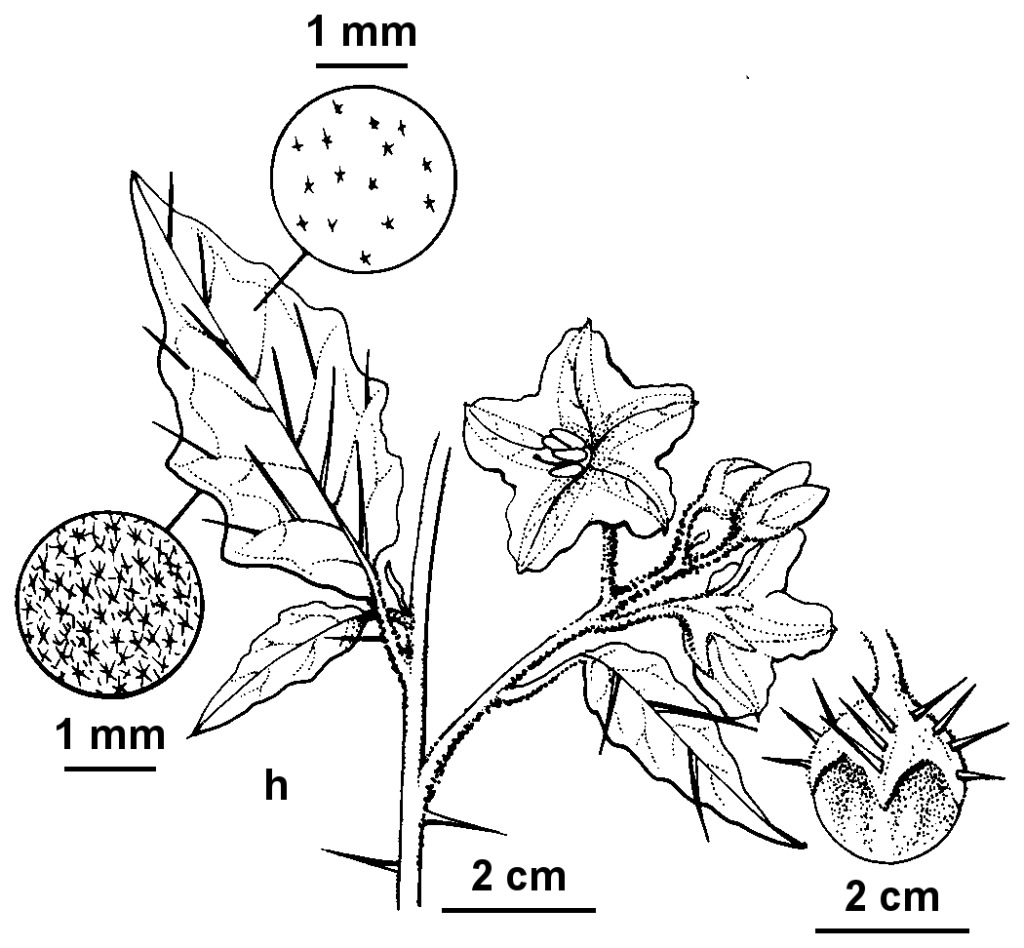 Solanum cinereum (hero image)