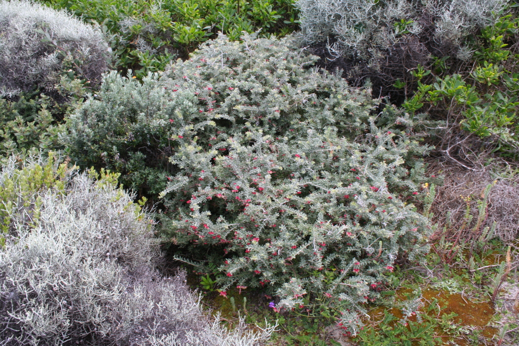 Grevillea lanigera (hero image)