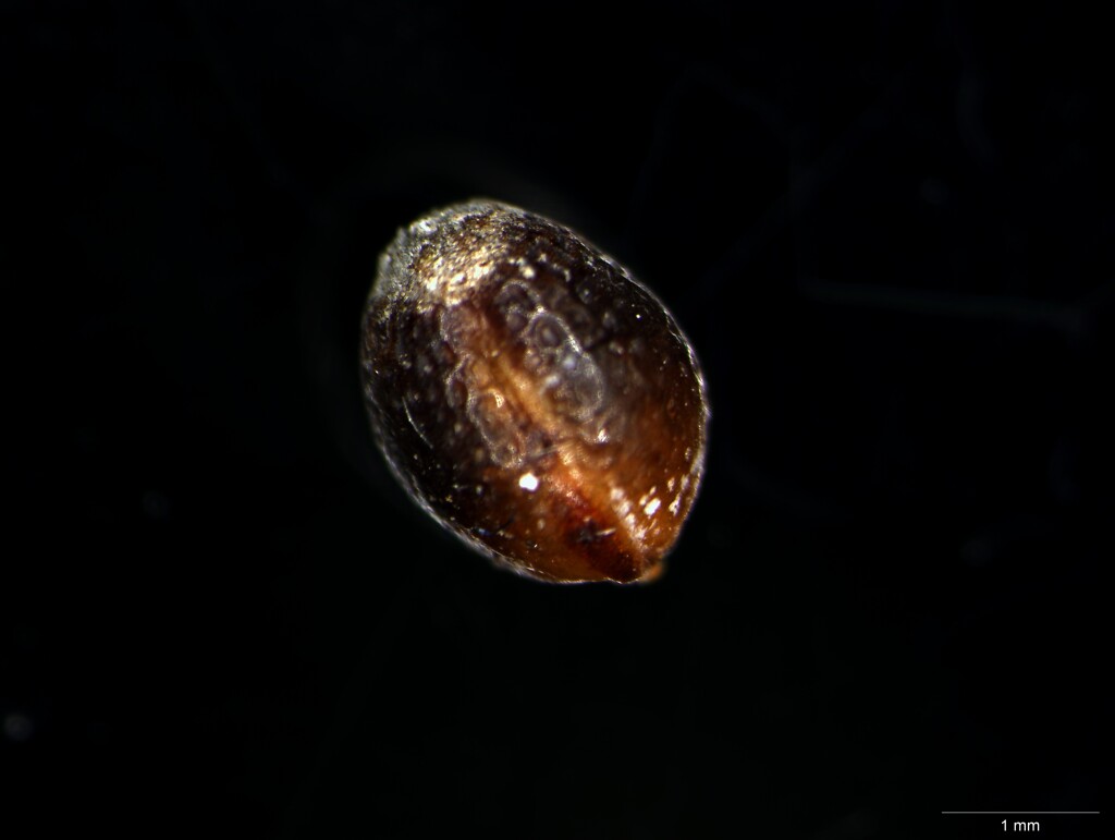 Machaerina juncea (hero image)