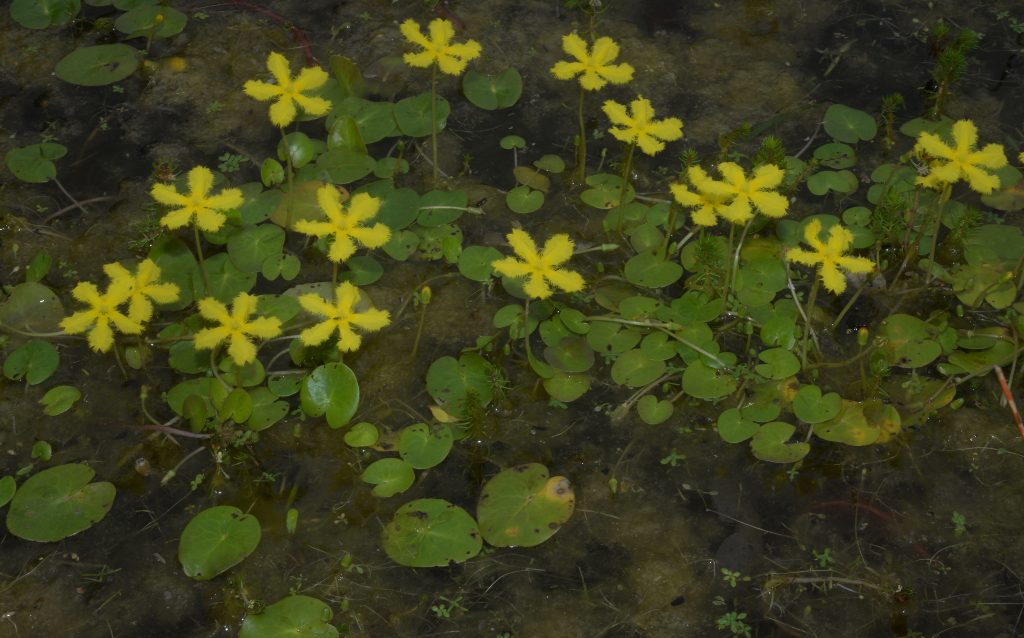 Nymphoides geminata (hero image)