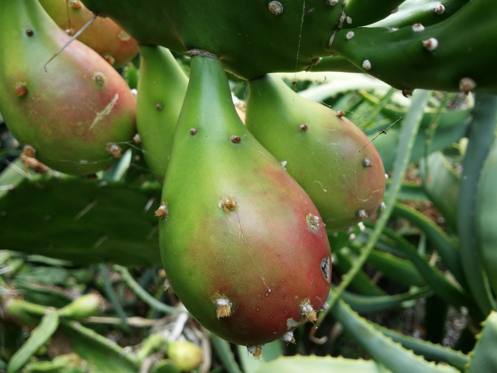 Opuntia monacantha (hero image)