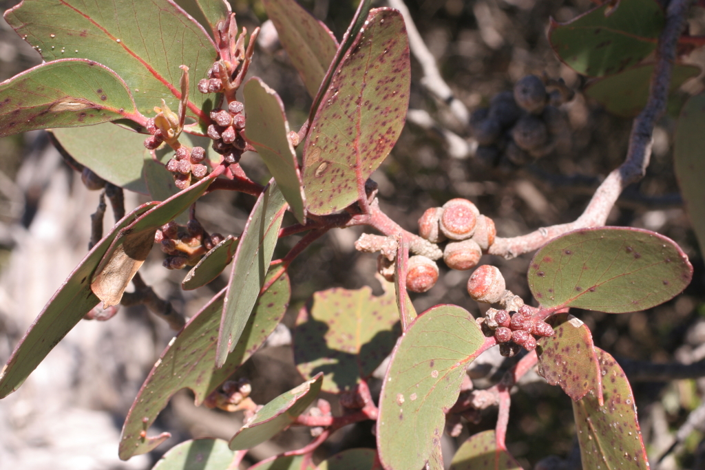 Eucalyptus aff. serraensis (Mt William) (hero image)