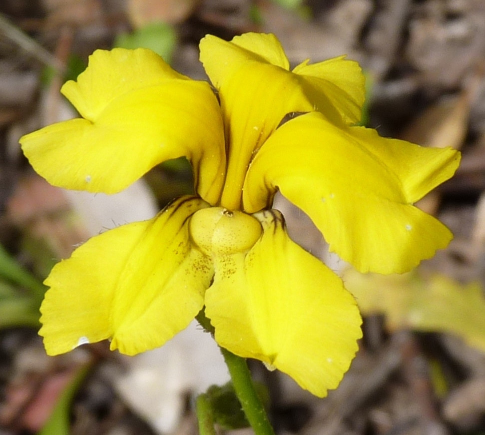 Goodenia pinnatifida (hero image)