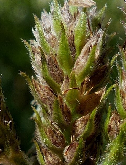 Verbena bonariensis var. conglomerata (hero image)
