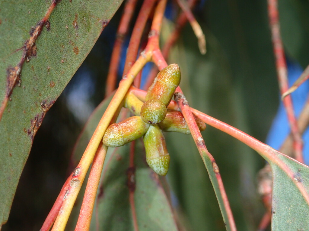 Eucalyptus goniocalyx (hero image)