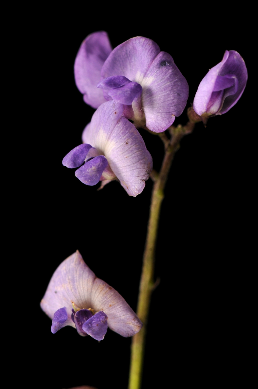 Glycine (hero image)