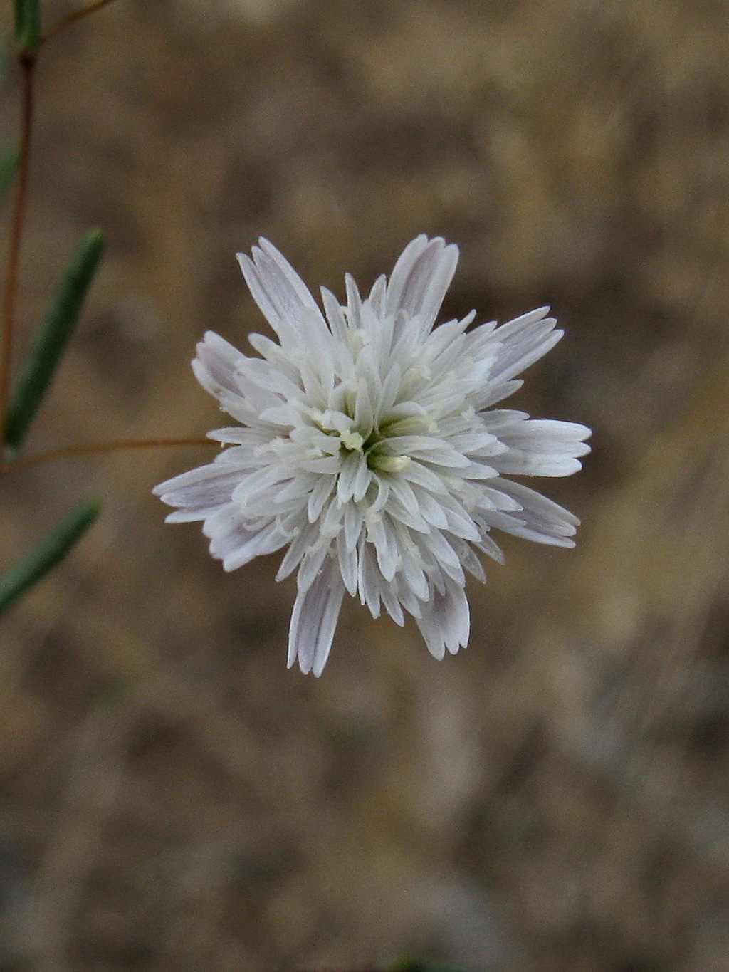 Siemssenia capillaris (hero image)