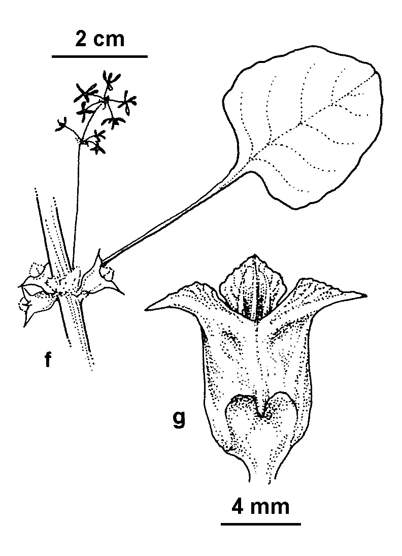 Emex australis (hero image)