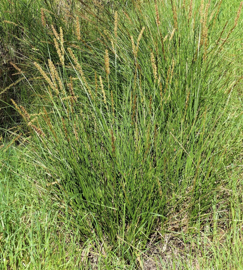 Carex appressa (hero image)