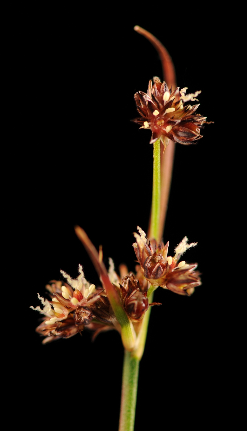 Juncaceae (hero image)