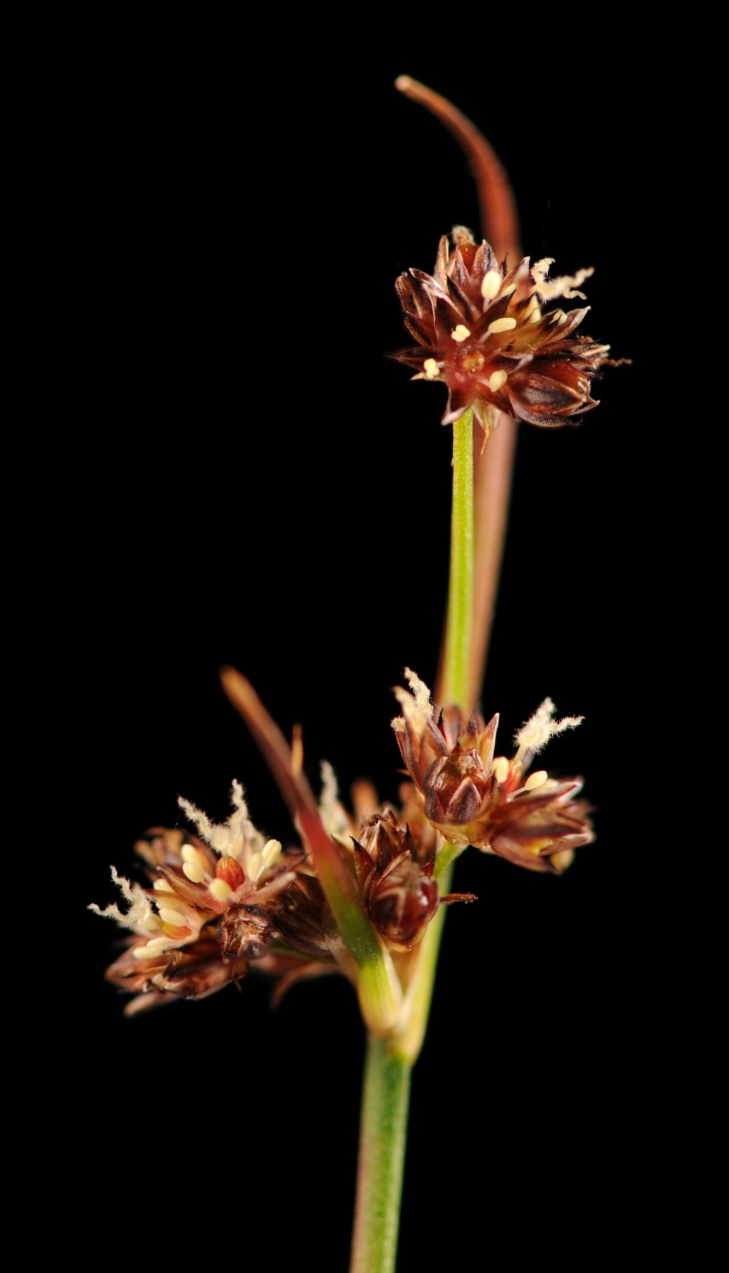 Juncus caespiticius (hero image)