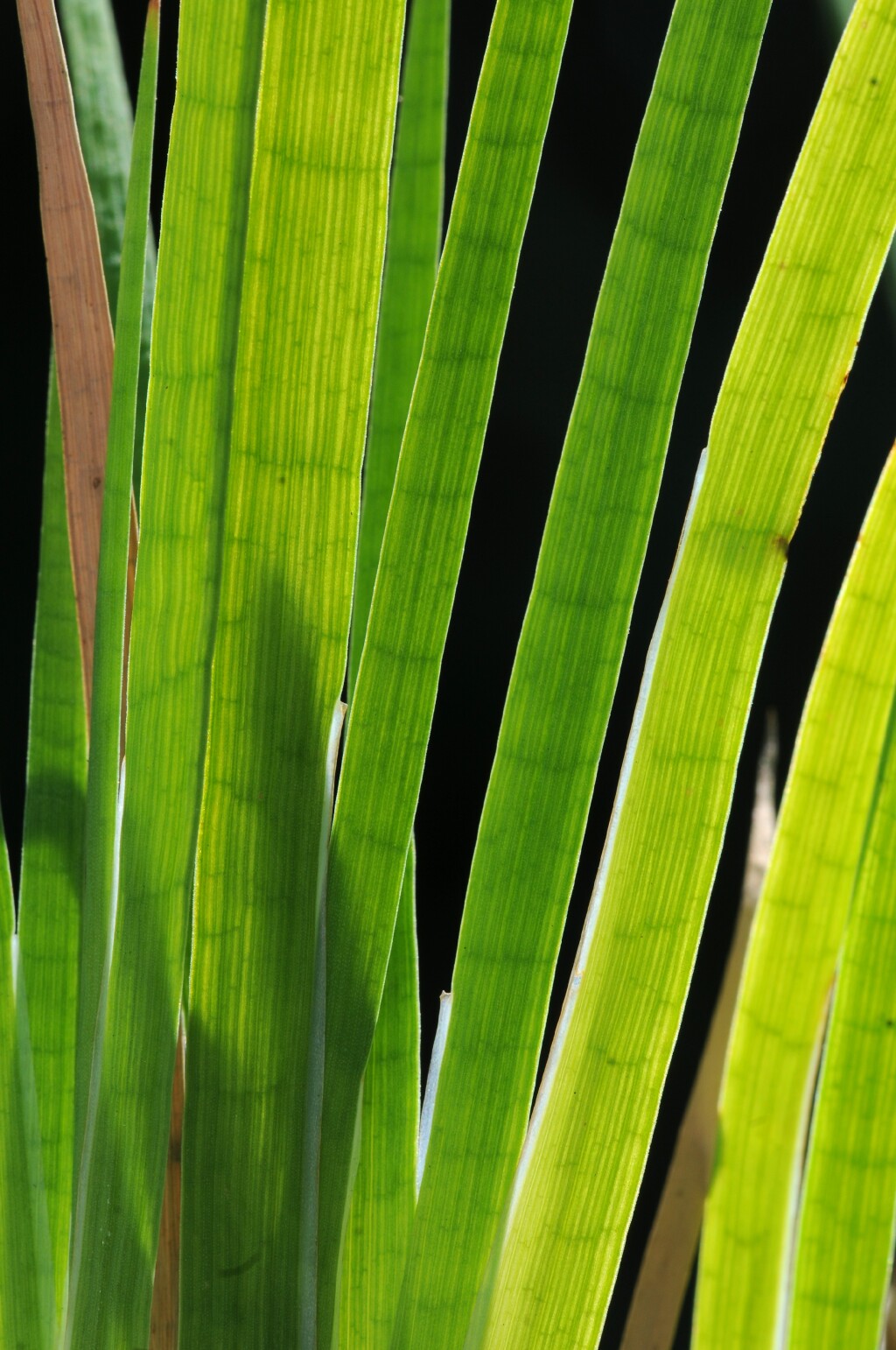 Juncus ensifolius (hero image)