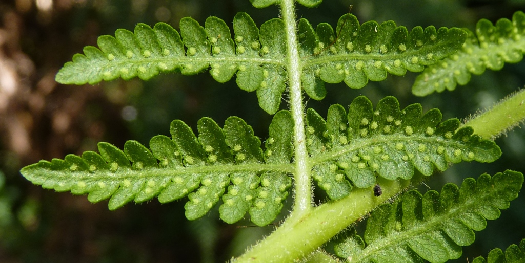 Dennstaedtiaceae (hero image)