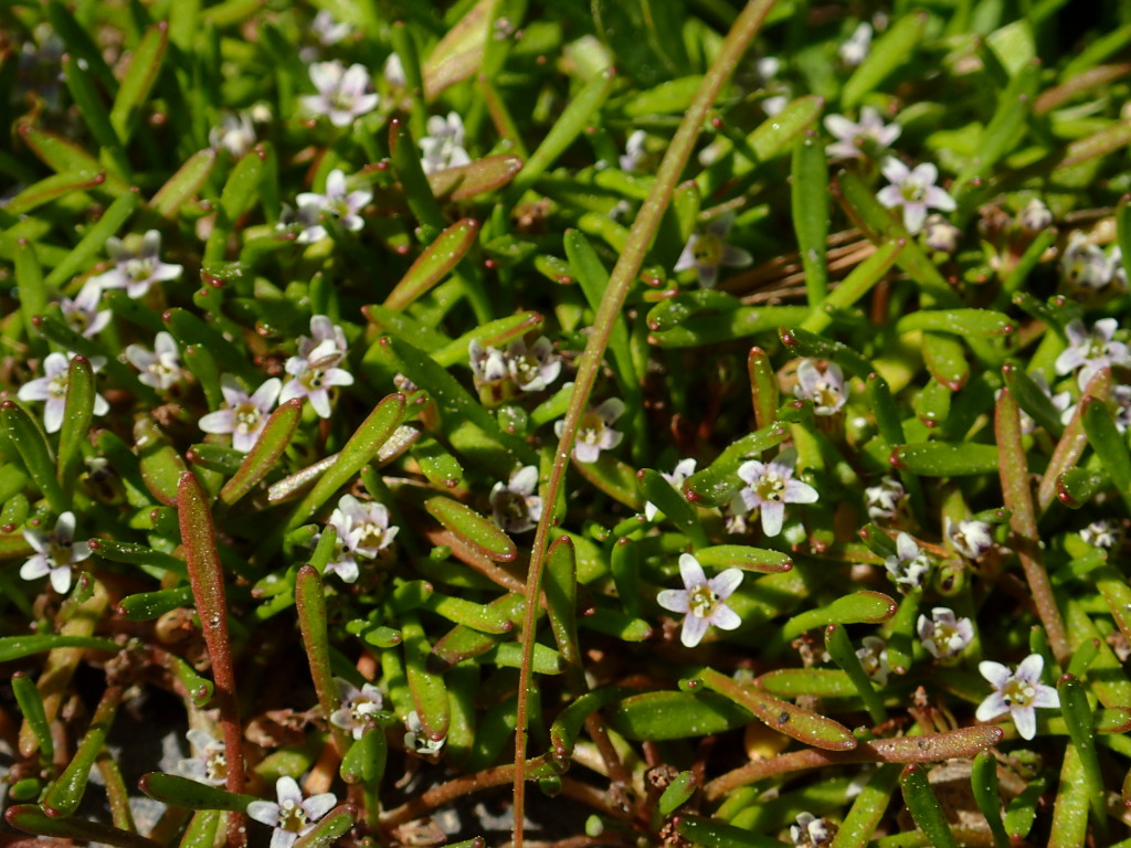 Limosella australis (hero image)