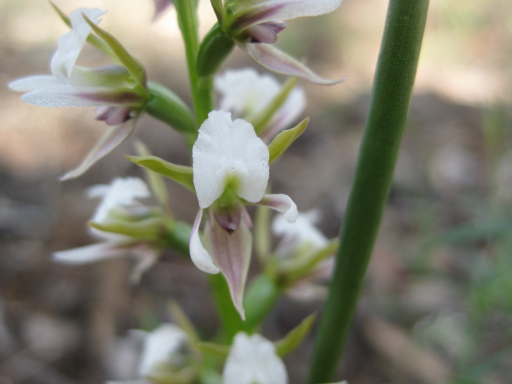 Prasophyllum beatrix (hero image)