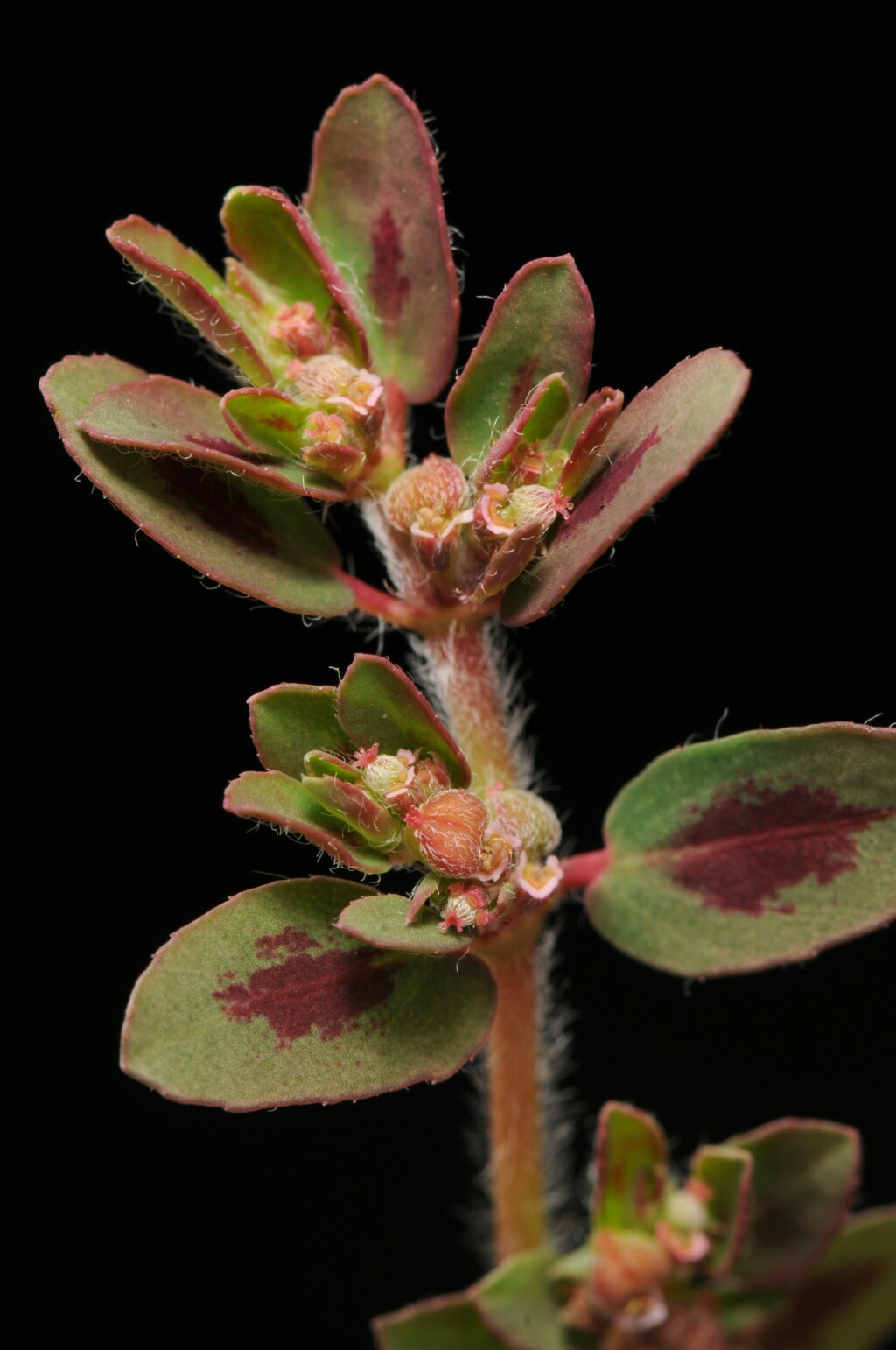 Euphorbia maculata (hero image)