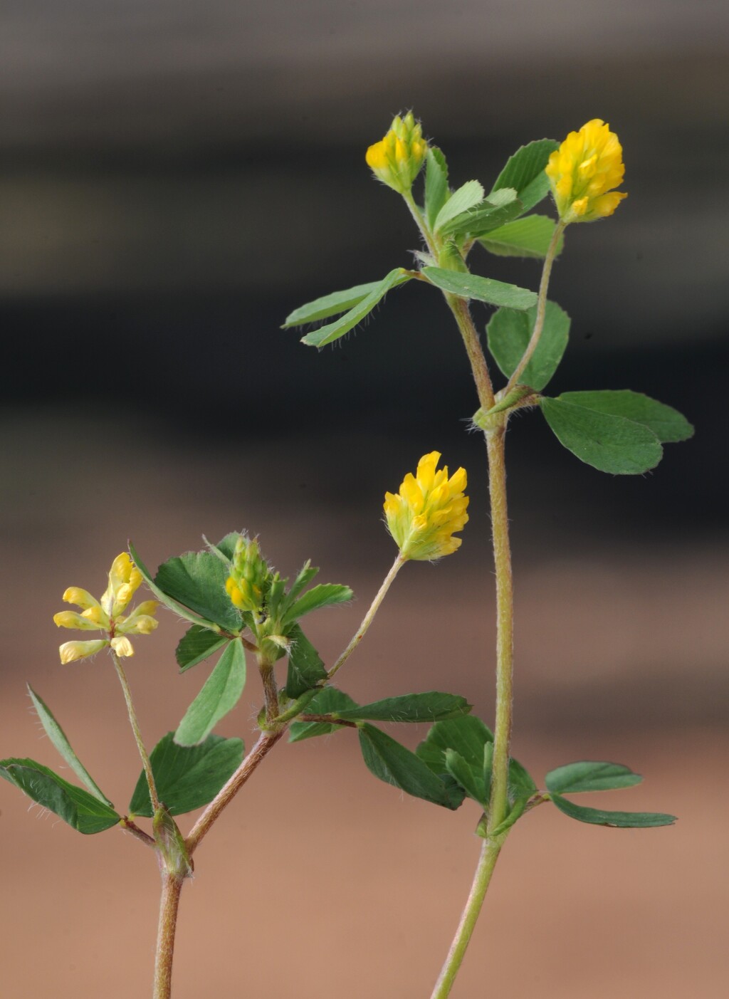 Trifolium dubium (hero image)