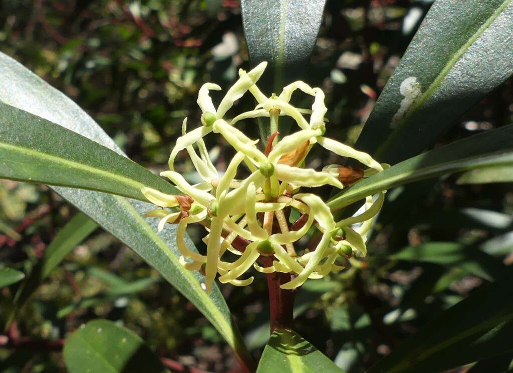 Tasmannia lanceolata (hero image)