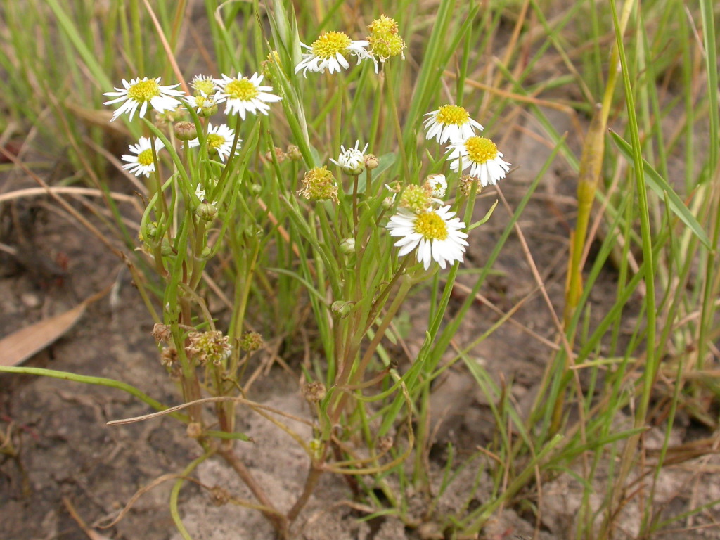 Brachyscome muelleroides (hero image)