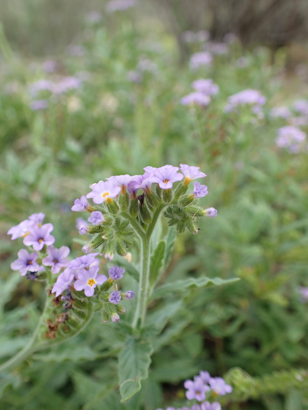 Heliotropium amplexicaule (hero image)