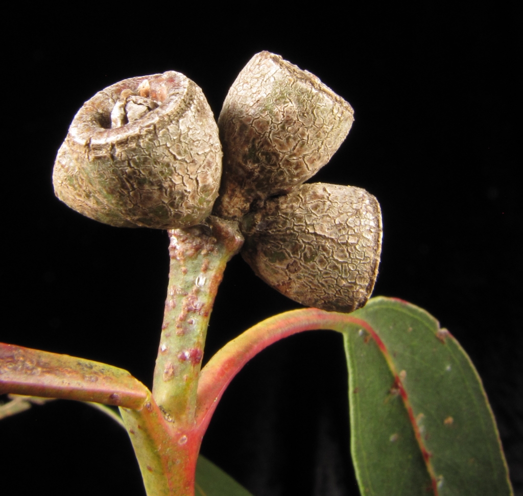 Myrtaceae (hero image)
