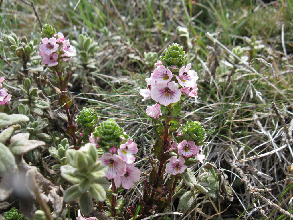 Euphrasia crassiuscula (hero image)