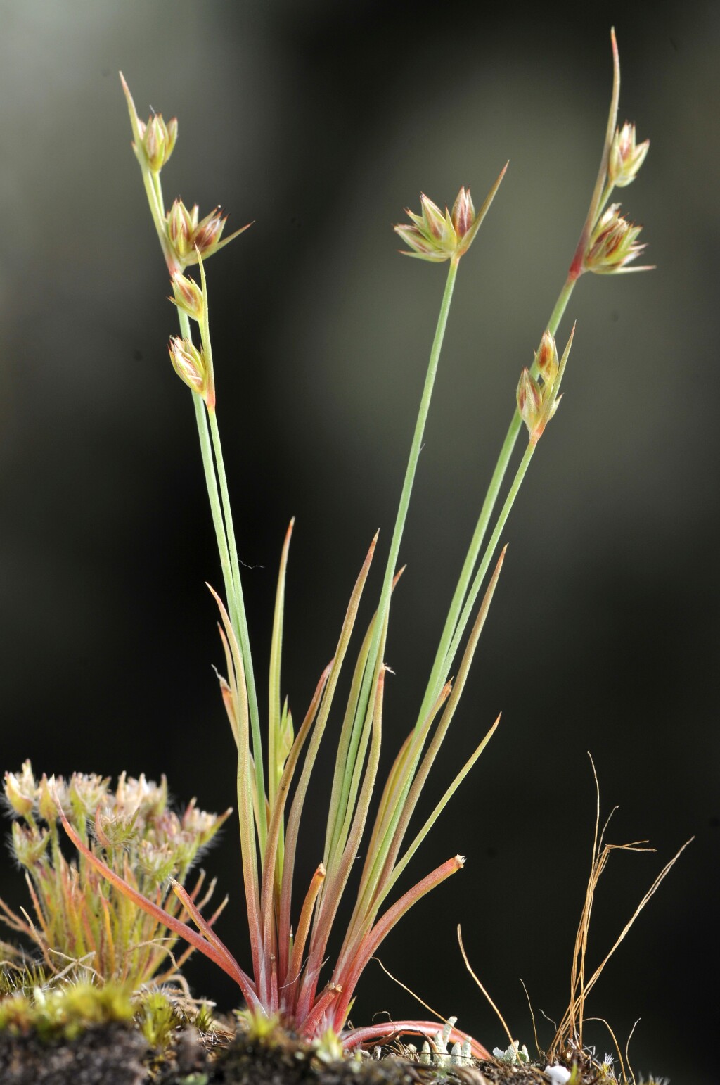 Juncus capitatus (hero image)