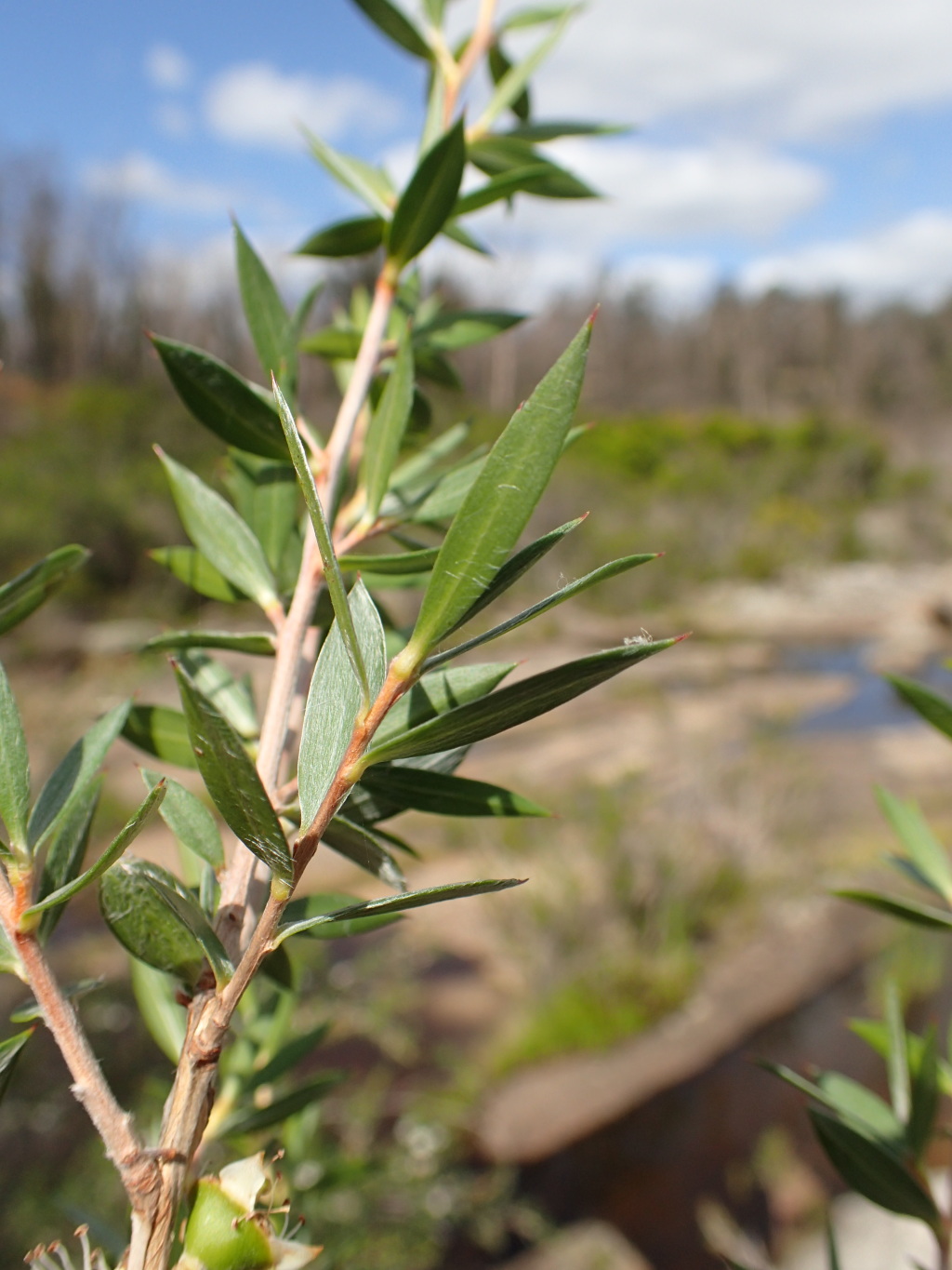 Leptospermum scoparium (hero image)