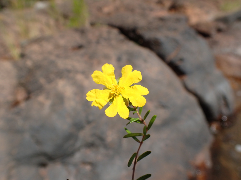 Hibbertia exponens (hero image)