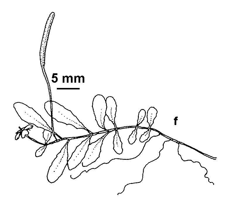 Epilobium tasmanicum (hero image)