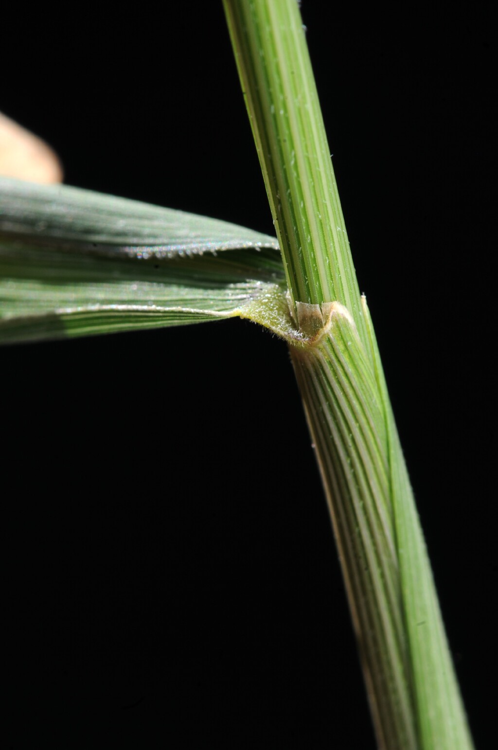 Leersia oryzoides (hero image)